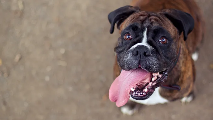 Dutchess Animal Clinic 8
