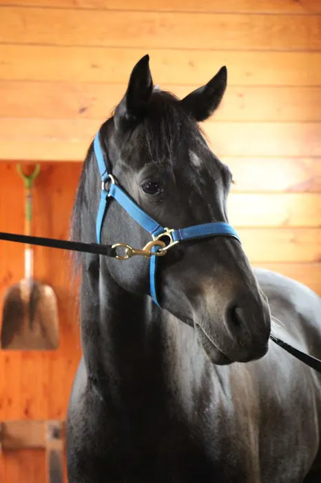 Advanced Equine of the Hudson Valley 8