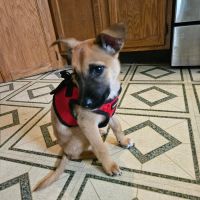 Companion Pet Hospital of Carmel ico