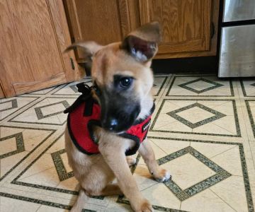 Companion Pet Hospital of Carmel