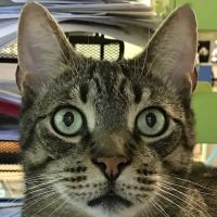 Airport Veterinary Center ico