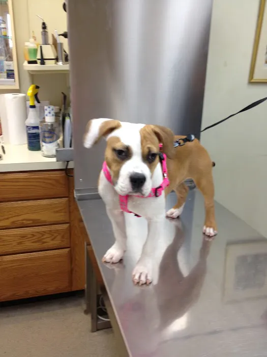 Airport Veterinary Center 4