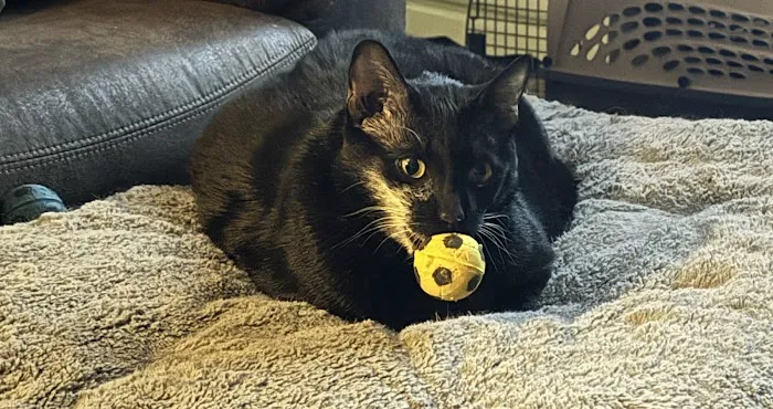 Catskill Veterinary Services, PLLC 2