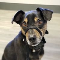Catskill Veterinary Services, PLLC ico