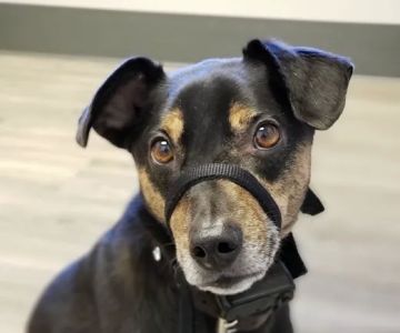 Catskill Veterinary Services, PLLC