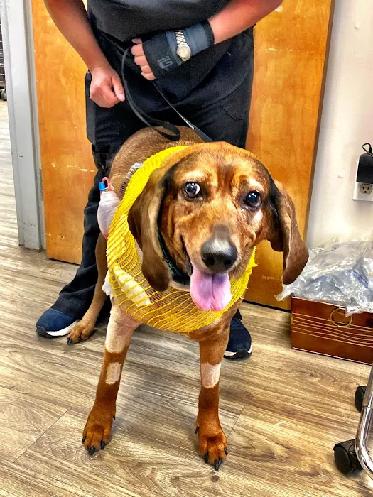 Catskill Veterinary Services, PLLC 7