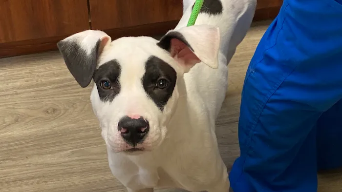 Catskill Veterinary Services, PLLC 10