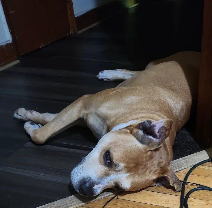 Eitan Houri DVM housecall veterinary services 9