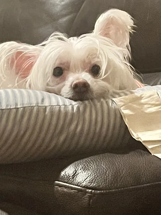 Eitan Houri DVM housecall veterinary services 7