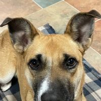 Cherry Ridge Veterinary Clinic ico