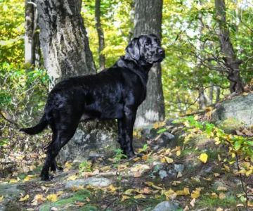Buffalo & Beyond Veterinary Services