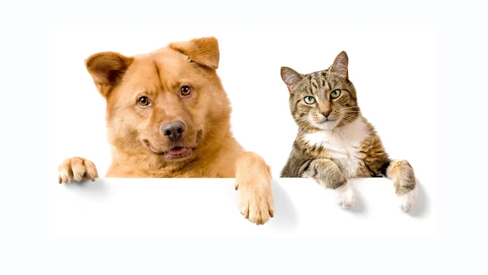 Hamlin Veterinary Clinic 12