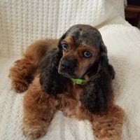 Canadensis Veterinary Clinic ico