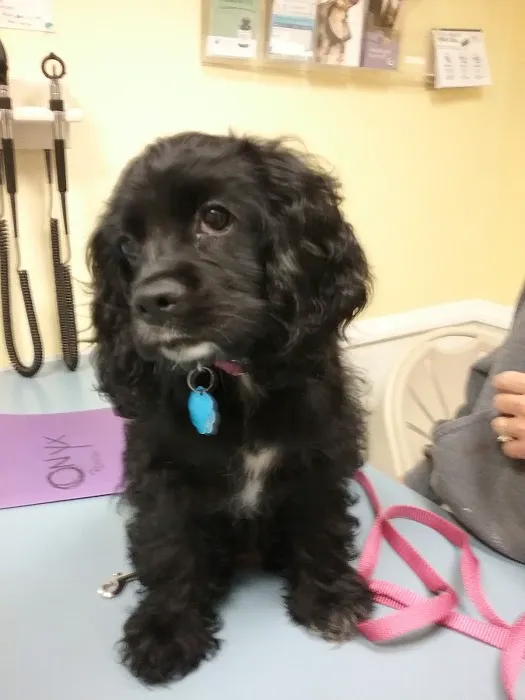 Canadensis Veterinary Clinic 10