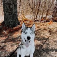 Carbondale Veterinary Hospital ico