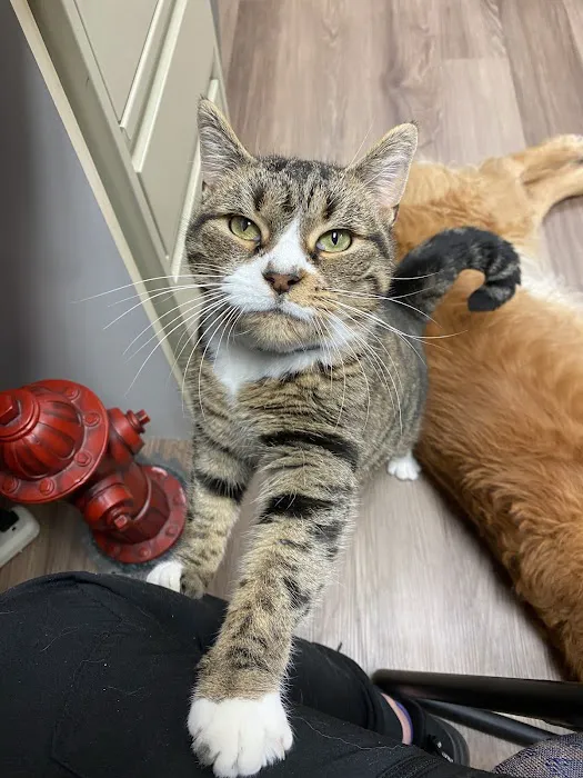 Fallbrook Veterinary Clinic 7