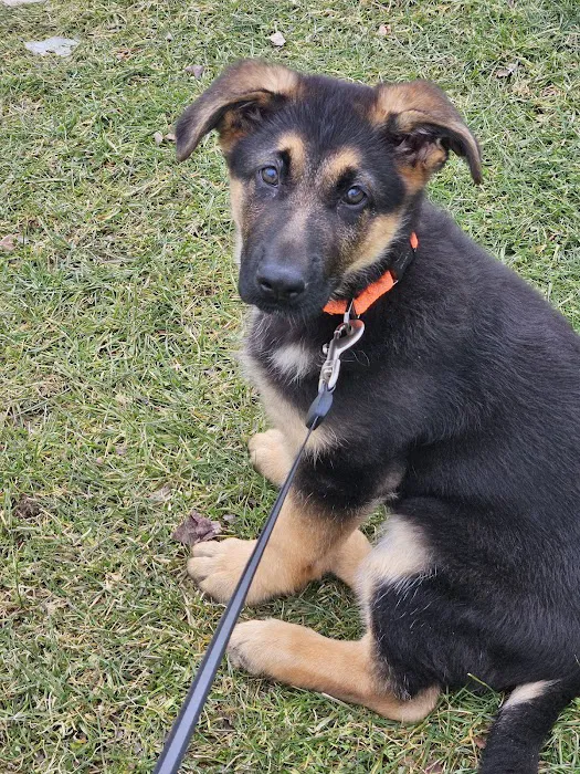Fallbrook Veterinary Clinic 9