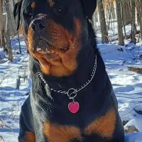 Jeffersonville Animal Hospital ico