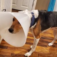 Youngsville Veterinary Clinic ico
