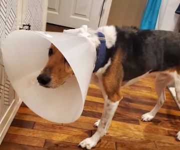 Youngsville Veterinary Clinic