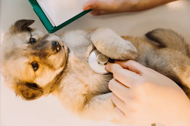 Healthy Paws Veterinary Care Center 2