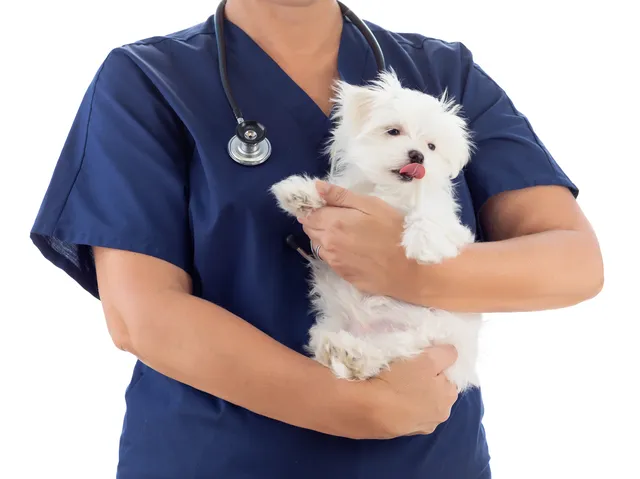 Healthy Paws Veterinary Care Center 3