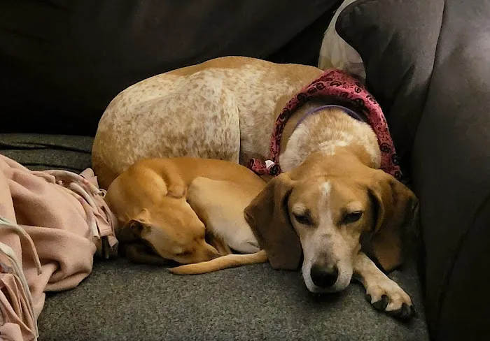 Griffith Veterinary Hospital 3