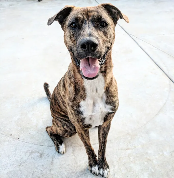 Wayne Mercy Animal Hospital 10