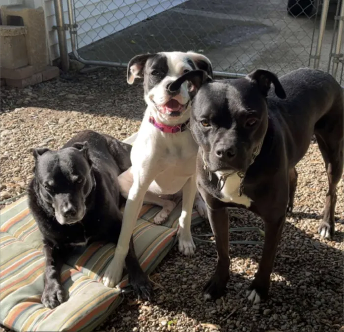 Michigan Humane Veterinary Center 10