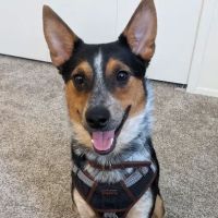 Berman Center for Animal Care ico