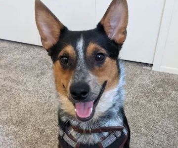 Berman Center for Animal Care
