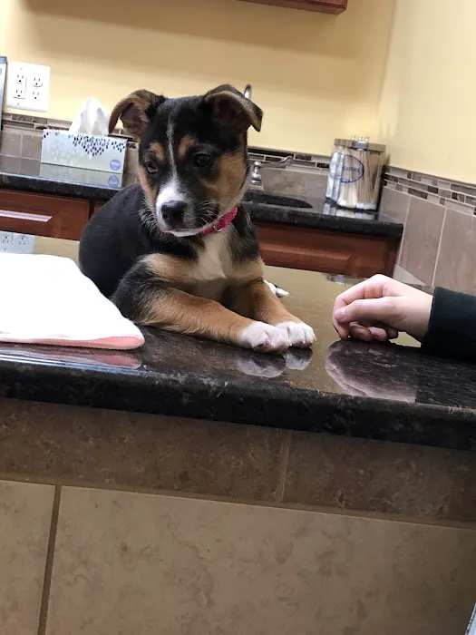 Healthy Paws Veterinary Medical Center 8