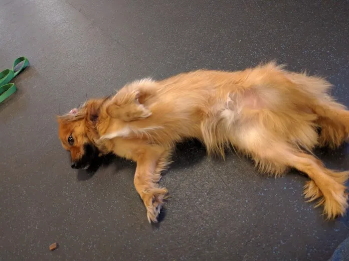 Healthy Paws Veterinary Medical Center 1