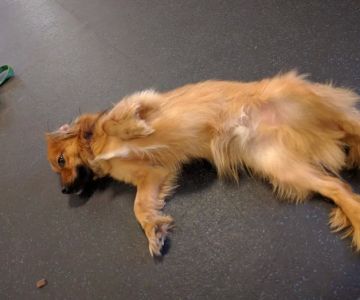 Healthy Paws Veterinary Medical Center
