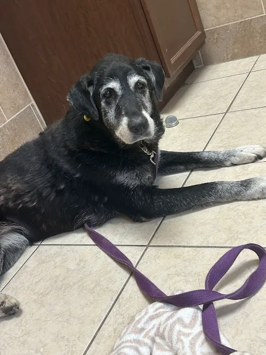 Healthy Paws Veterinary Medical Center 7