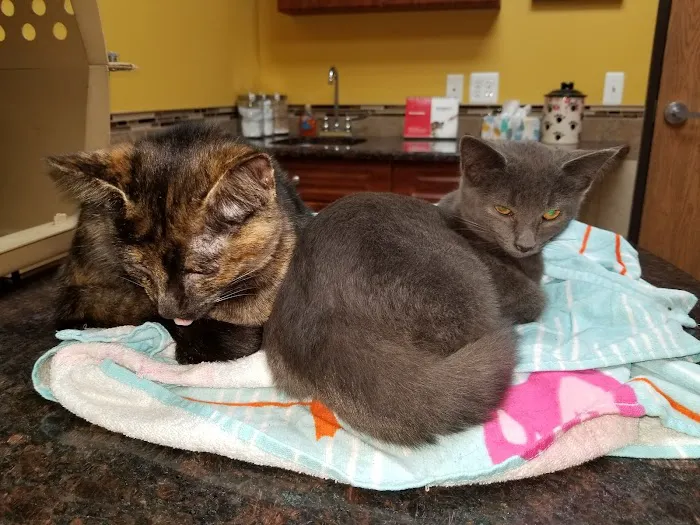 Healthy Paws Veterinary Medical Center 9