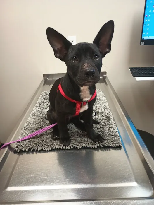 Cherry Hill Animal Clinic 3