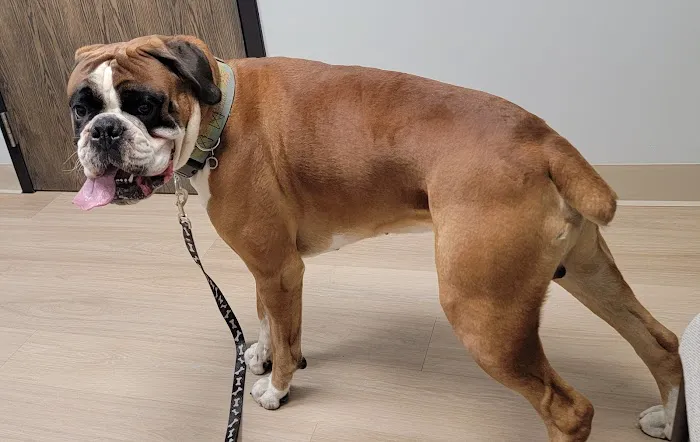 Cherry Hill Animal Clinic 6