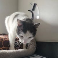 Cherry Hill Animal Clinic ico