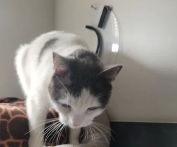 Cherry Hill Animal Clinic