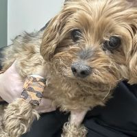 Affiliated Veterinary Emergency Service ico