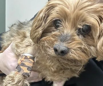 Affiliated Veterinary Emergency Service