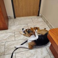 Dix Animal Hospital ico