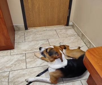 Dix Animal Hospital