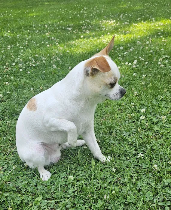 Dix Animal Hospital 6