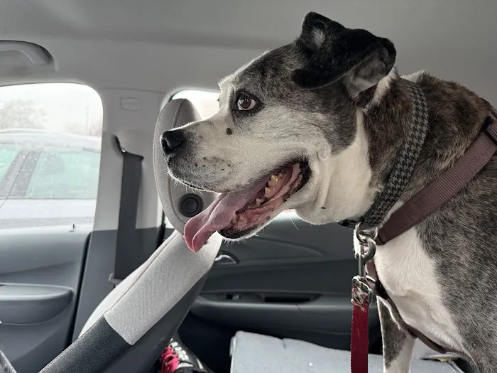 Dix Animal Hospital 7