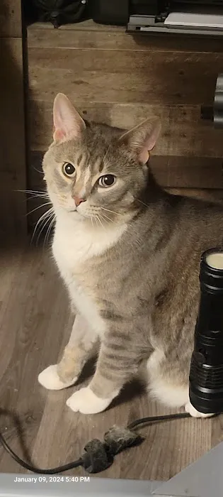 Dix Animal Hospital 4