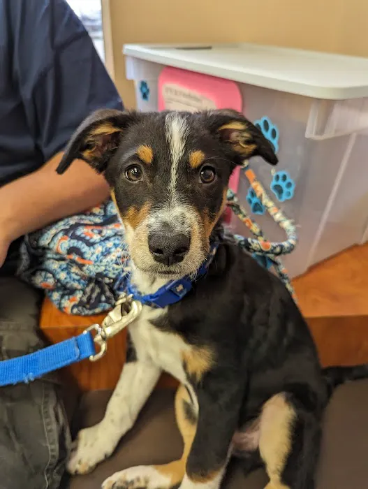 Dix Animal Hospital 3