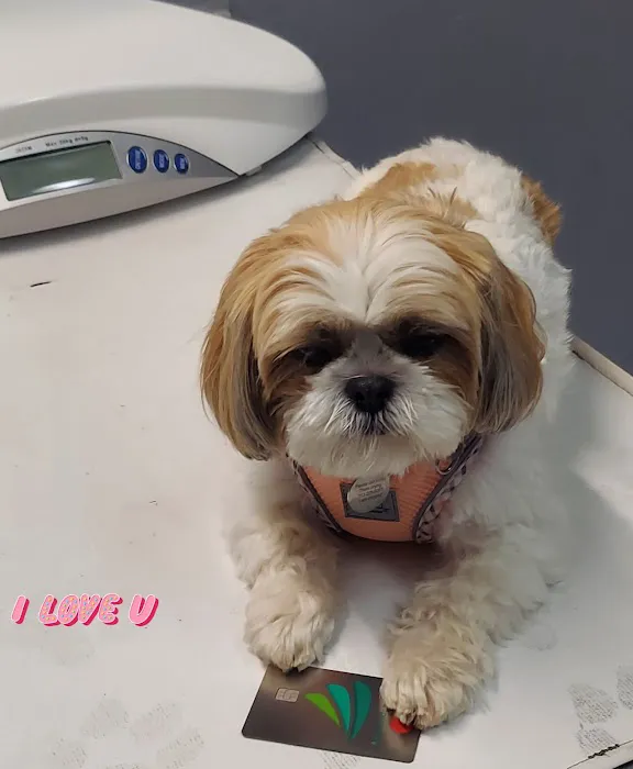Pet Care 4