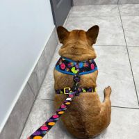 Pet Care ico